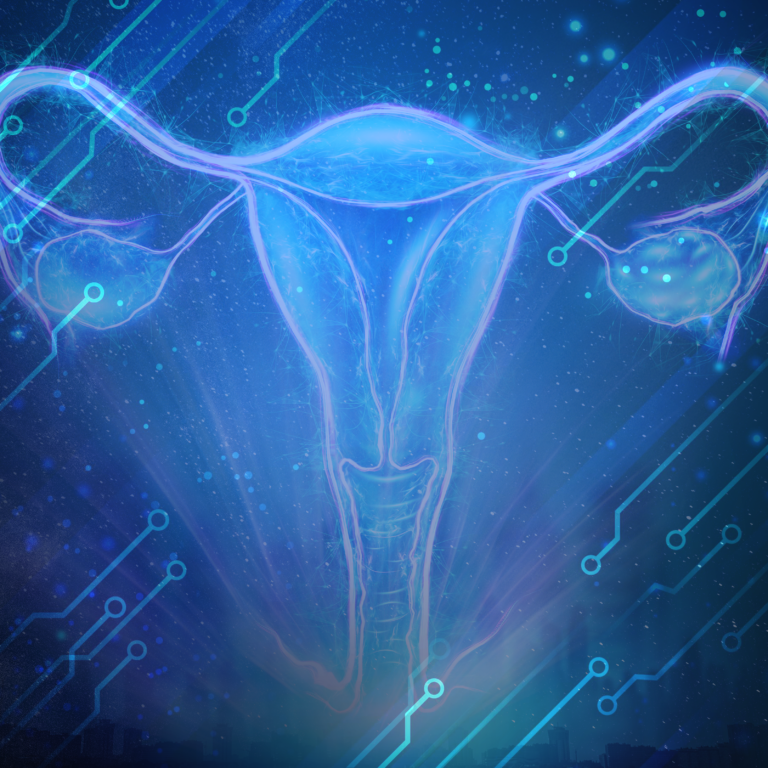 vulva vagina clítoris